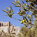 Olives sur fond des Baux de Provence par Zakolin - Les Baux de Provence 13520 Bouches-du-Rhône Provence France