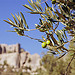 Olives sur fond des Baux de Provence by Zakolin - Les Baux de Provence 13520 Bouches-du-Rhône Provence France