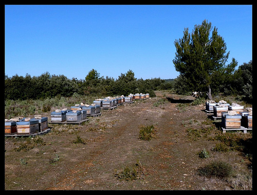 Ruches à Peyrolles-en-Provence par J@nine