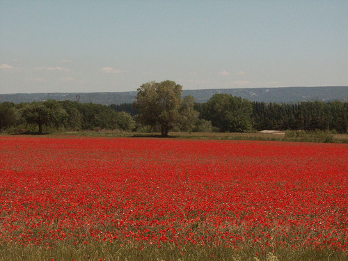 champs rouge de coquelicots par dano35ie