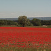 champs rouge de coquelicots by dano35ie - Maillane 13910 Bouches-du-Rhône Provence France
