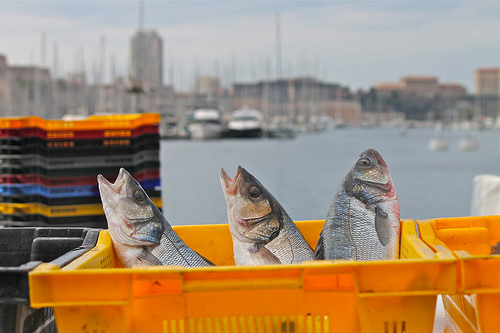 Marché - Fishes in Marseille par Alpha Lima X-ray