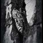 Cigale cachée sur un arbre par cyrilgalline - Marseille 13000 Bouches-du-Rhône Provence France