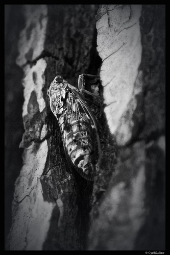 Cigale cachée sur un arbre par cyrilgalline