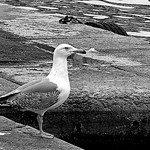 Seagul from Marseille by JM5646 - Marseille 13000 Bouches-du-Rhône Provence France