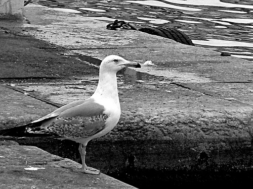 Seagul from Marseille par JM5646