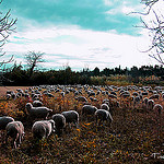 Il fait bon passer l'hiver dans la vallée des Baux par Tinou61 - Maussane les Alpilles 13520 Bouches-du-Rhône Provence France