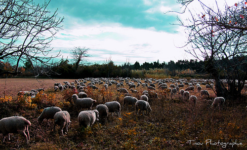 Il fait bon passer l'hiver dans la vallée des Baux by Tinou61