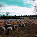 Il fait bon passer l'hiver dans la vallée des Baux par Tinou61 - Maussane les Alpilles 13520 Bouches-du-Rhône Provence France