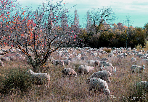 Moutons dans la vallée des Baux . par Tinou61