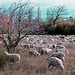 Moutons dans la vallée des Baux . by Tinou61 - Maussane les Alpilles 13520 Bouches-du-Rhône Provence France