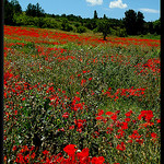 Coquelicots en Provence par Patchok34 - Meyreuil 13590 Bouches-du-Rhône Provence France