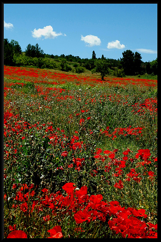 Coquelicots en Provence par Patchok34