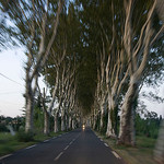 Allée de platanes by MaJuCoMi - Miramas 13140 Bouches-du-Rhône Provence France