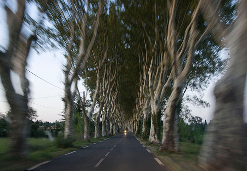 Allée de platanes par MaJuCoMi