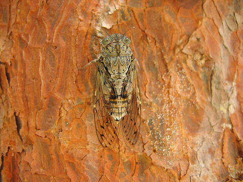 Cigale en gros plan sur un tronc d'arbre by VoldePégase