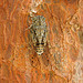Cigale en gros plan sur un tronc d'arbre par VoldePégase - Pelissanne 13330 Bouches-du-Rhône Provence France