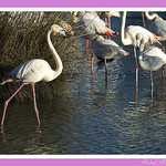 Pont de Gau - Camargue by michel.seguret -   Bouches-du-Rhône Provence France