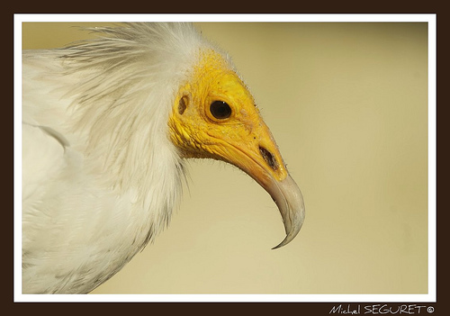 Vautour percnoptère by michel.seguret