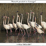Flamants paradant en Camargue par michel.seguret -   Bouches-du-Rhône Provence France