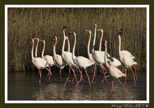 Flamants paradant en Camargue par michel.seguret