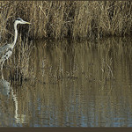 Héron cendré - Camargue by michel.seguret -   Bouches-du-Rhône Provence France