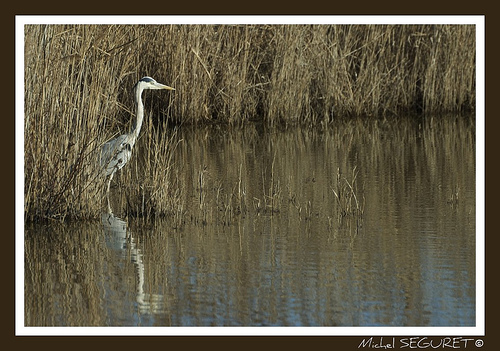 Héron cendré - Camargue by michel.seguret