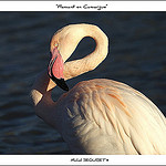 Flamant Rose en Camargue by michel.seguret -   Bouches-du-Rhône Provence France