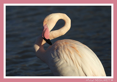 Flamant Rose en Camargue by michel.seguret