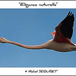 Elégance et naturel par michel.seguret -   Bouches-du-Rhône Provence France