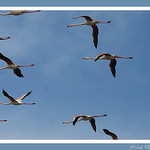 Escadron de flamants-roses by michel.seguret -   Bouches-du-Rhône Provence France