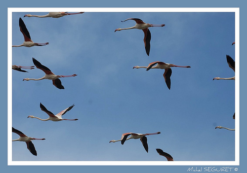 Escadron de flamants-roses by michel.seguret