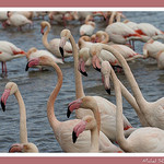 Parade camarguaise par michel.seguret -   Bouches-du-Rhône Provence France