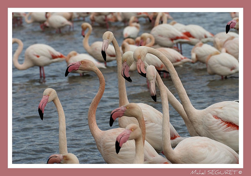 Parade camarguaise by michel.seguret