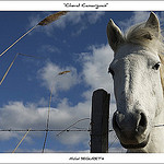 Camarguais au Pont de Gau by michel.seguret -   Bouches-du-Rhône Provence France