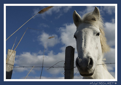 Camarguais au Pont de Gau by michel.seguret