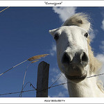 Un copain Camarguais by michel.seguret -   Bouches-du-Rhône Provence France