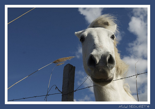 Un copain Camarguais by michel.seguret