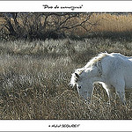 Chevaux blancs en Camargue par michel.seguret -   Bouches-du-Rhône Provence France