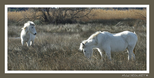 Chevaux blancs en Camargue par michel.seguret