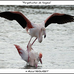 Flamant Rose, Perpétuation de l'espèce par michel.seguret -   Bouches-du-Rhône Provence France