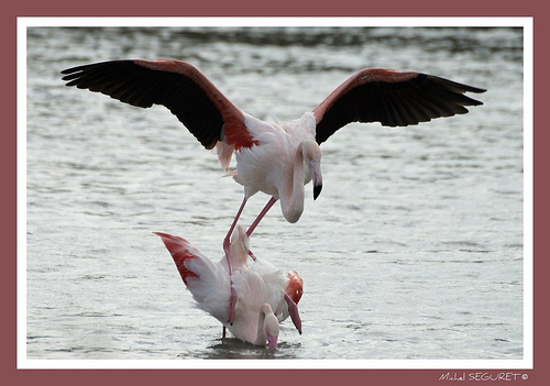 Flamant Rose, Perpétuation de l'espèce by michel.seguret