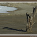 Plage de Piémanson (Camargue) by michel.seguret - Port St. Louis du Rhone 13230 Bouches-du-Rhône Provence France