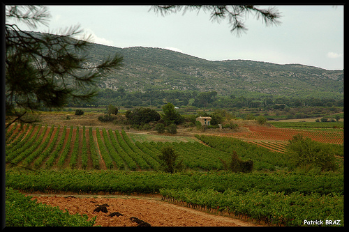 Vignoble au pied de la montagne Sainte-Victoire par Patchok34