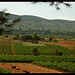 Vignoble au pied de la montagne Sainte-Victoire by Patchok34 - Puyloubier 13114 Bouches-du-Rhône Provence France