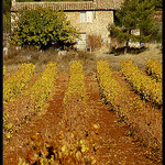 Mas dans les vignes par Patchok34 - Puyloubier 13114 Bouches-du-Rhône Provence France