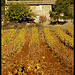 Mas dans les vignes par Patchok34 - Puyloubier 13114 Bouches-du-Rhône Provence France