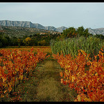 Vue de la Sainte- Victoire depuis les vignes(13) par Patchok34 - Puyloubier 13114 Bouches-du-Rhône Provence France