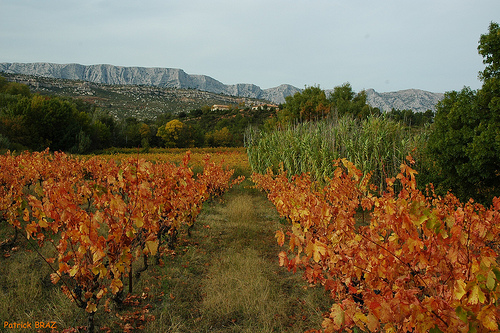 Vue de la Sainte- Victoire depuis les vignes(13) by Patchok34