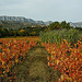 Vue de la Sainte- Victoire depuis les vignes(13) by Patchok34 - Puyloubier 13114 Bouches-du-Rhône Provence France